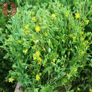 宝祥林深山新鲜田基黄 潮汕黄花仔新鲜黄金草新货干品250g