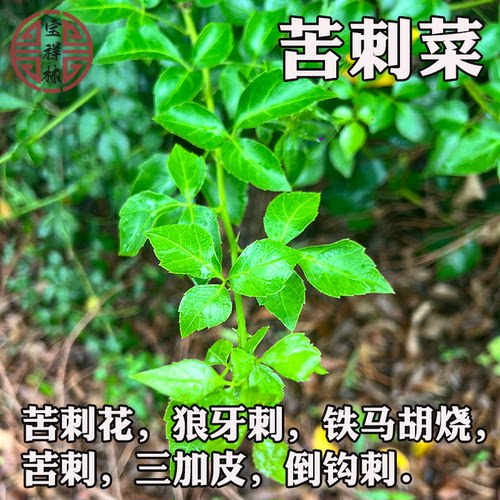 老苦刺菜簕菜苦刺心新鲜白簕鲜嫩勒菜三加叶四季菜绿色生态菜500g