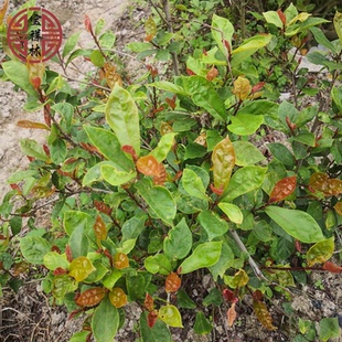 宝祥林深山潮汕牛铃树新鲜琴叶榕农家牛奶子根250克甜棒子