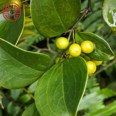 宝祥林深山新鲜青草金钢刺金刚藤菝葜铁菱角金刚根干品500g