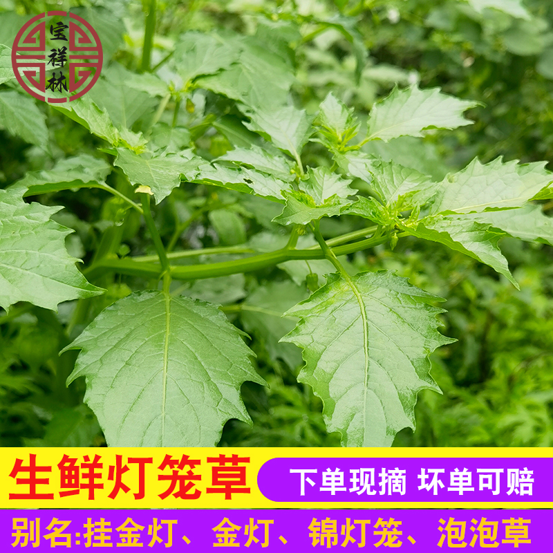 宝祥林深山新鲜现摘灯笼草打额泡 天泡子 打卜草苦灯笼草250g