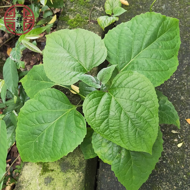 宝祥林新鲜过墙风龙船花根臭茉莉臭牡丹臭黄根枝叶500g