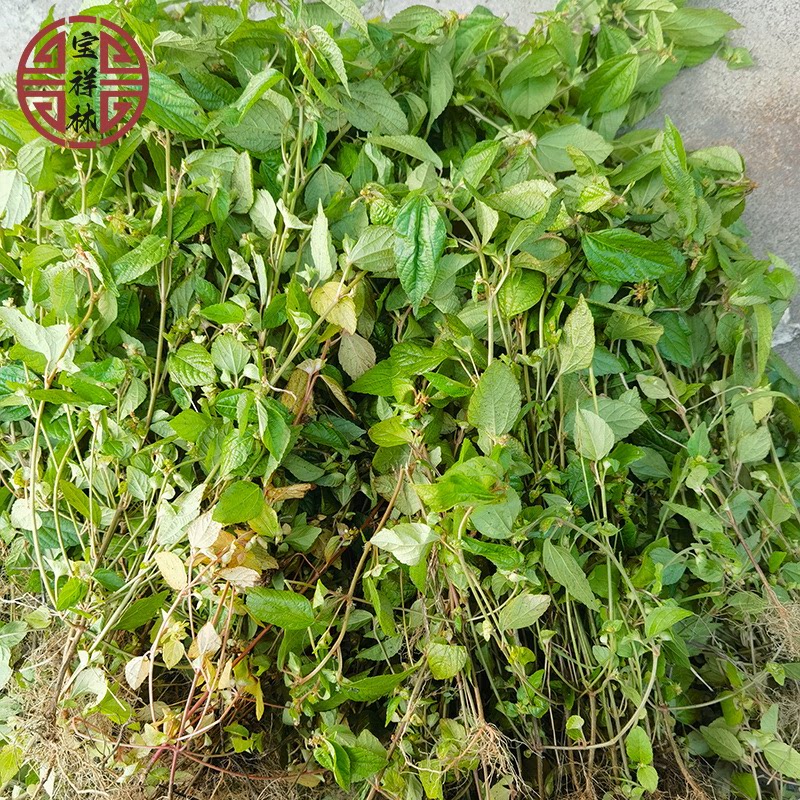 潮汕海蚌含珠 铁苋菜新鲜血见愁叶里藏珠 潮汕假麻仔干品500g