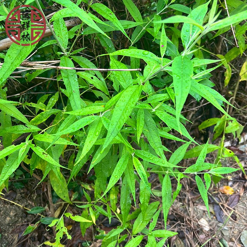 宝祥林新鲜白背枫驳骨丹独叶埔姜白花洋泡山埔姜中药材草药250g