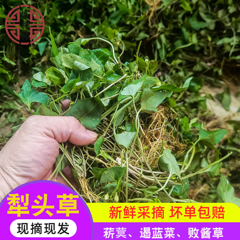 宝祥林新鲜犁头草紫花地丁现采挖犁嘴草玉如意心叶堇菜铧头草500g