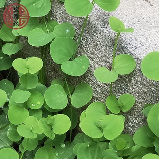 宝祥林深山新鲜荷莲豆草潮汕目镜草眼镜草串钱草水青草500g