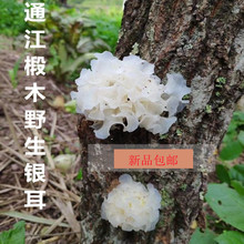 椴木雪耳 干货白木耳 糯耳 无硫250g 四川通江银耳 包邮 野生新品