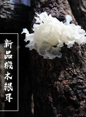 白木耳糯耳椴木500g野生椴木银耳