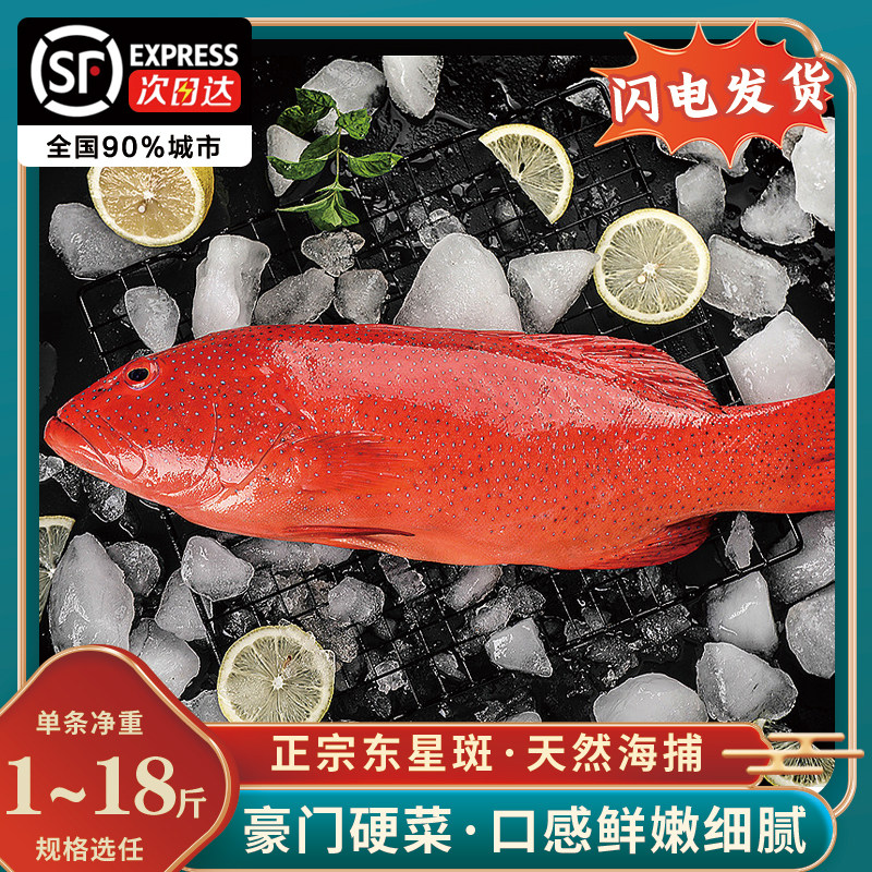 深海东星斑鱼燕尾斑海捕大冰鲜鲜活速冻超大红星石斑鱼红斑鱼活鱼