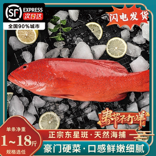 东星斑燕尾斑飞鱼冰鲜鲜活冷冻海参斑鱼红石斑鱼龙趸石头鱼老虎斑
