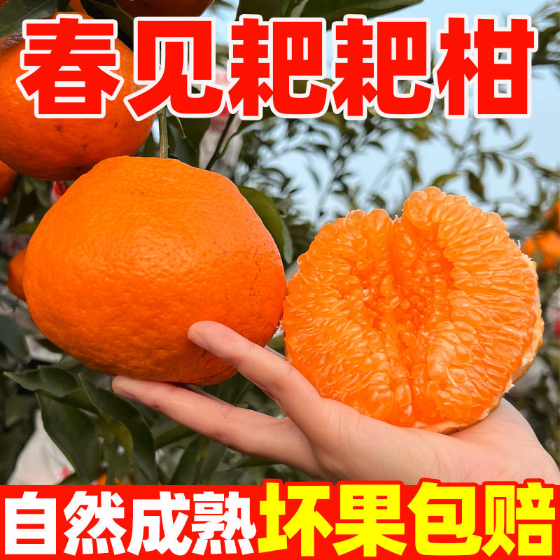 正宗四川春见耙耙柑爆浆爆汁丑八怪现摘现发粑粑柑新鲜10斤装桔子