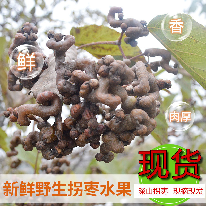 野生新鲜拐枣现摘秦岭不常见水果鸡爪梨万寿果金钩子干拐枣泡酒