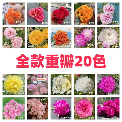 【20色重瓣太阳花】基地直发重瓣太阳花花苗带花苞四季耐热盆栽庭