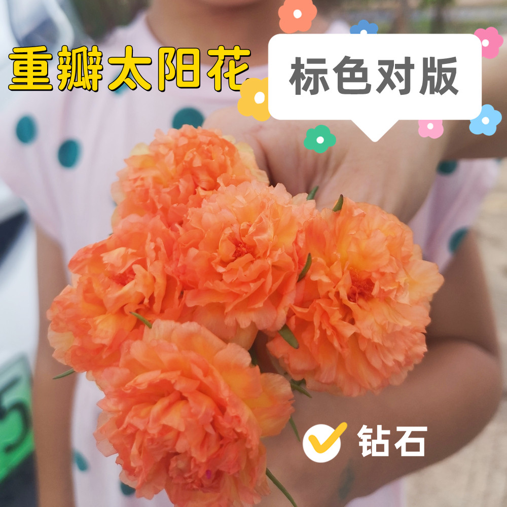 【标色对版发货】泰国进口重瓣太阳花花苗带花苞夏天耐热盆栽庭院