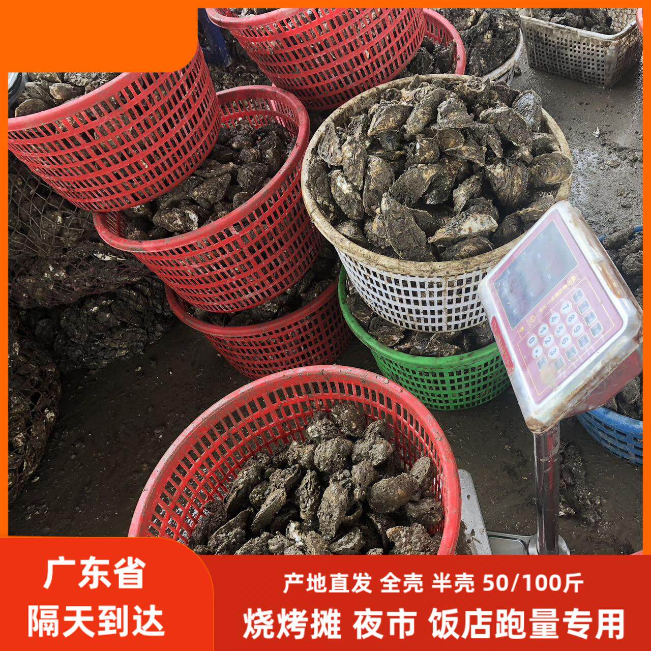商用潮州鲜活生蚝 全壳半壳100斤百斤装牡蛎地摊蚝 福建蚝 汫洲蚝