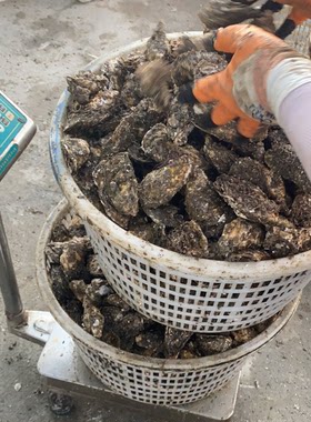 生蚝鲜活全壳半壳50斤100斤地摊小蚝烧烤夜市广东福建潮州蚝 商用