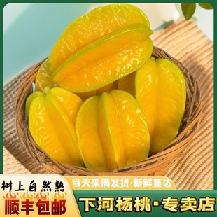 5-6个特大果子净重4.8斤 顺丰包邮 下河杨桃产地现摘现发清甜多汁