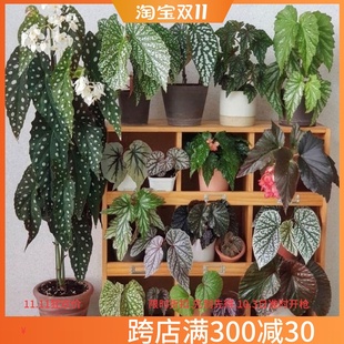 鳟鱼白冰富士山乌头杂网红开花竹节秋海棠室内绿植净化空气办公室