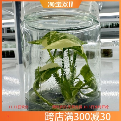 升级版洒金龟背竹小苗组培苗袋苗