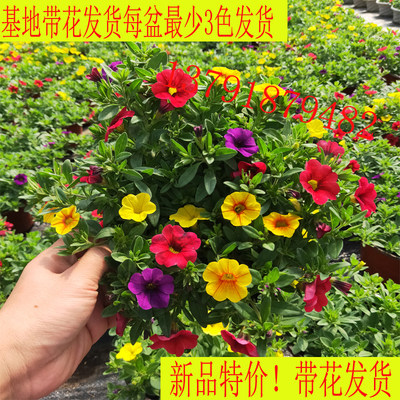 百万小玲盆栽庭院垂吊植物带花苞