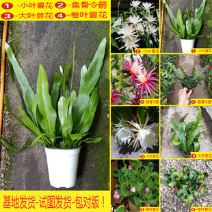 昙花一现鱼骨令箭卷叶昙花盆栽室内阳台庭院植物花卉养易成活植物