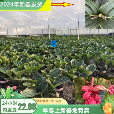 宝莲灯室内植物四季开花原盆发货