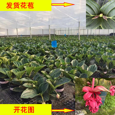 宝莲灯室内植物开花原盆发货