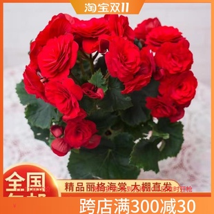 重瓣丽格海棠花卉盆栽带花发货开花玫瑰海棠秋海棠室内花卉