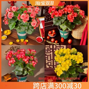 重瓣丽格海棠盆栽带花苞海棠开花不断玫瑰玻璃海棠花室内阳台花卉