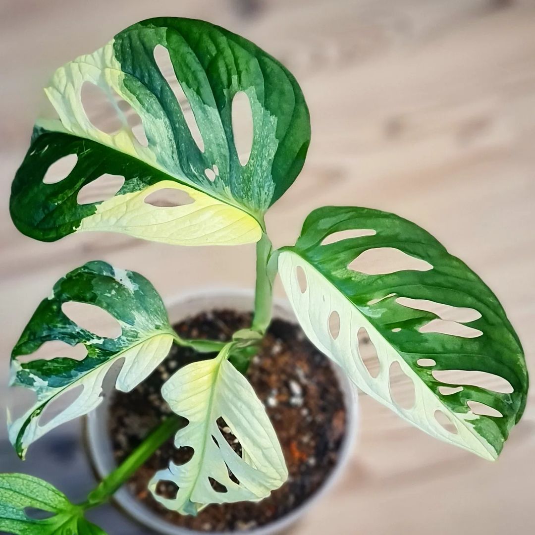 巨叶大叶仙洞锦龟背竹Monstera adansonii variegated giant form