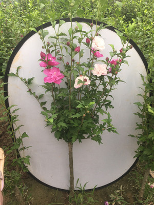 嫁接重瓣木槿四季耐热花卉植物