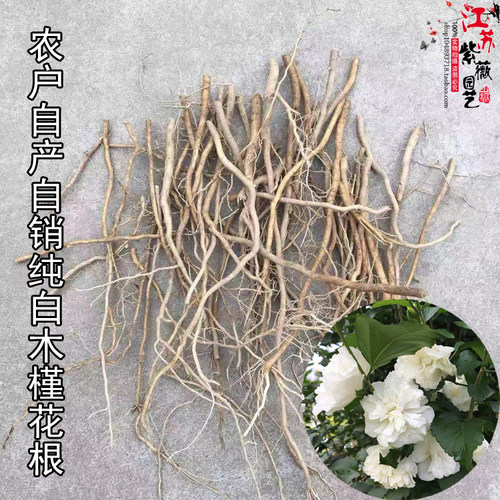 三年以上根须现发现挖