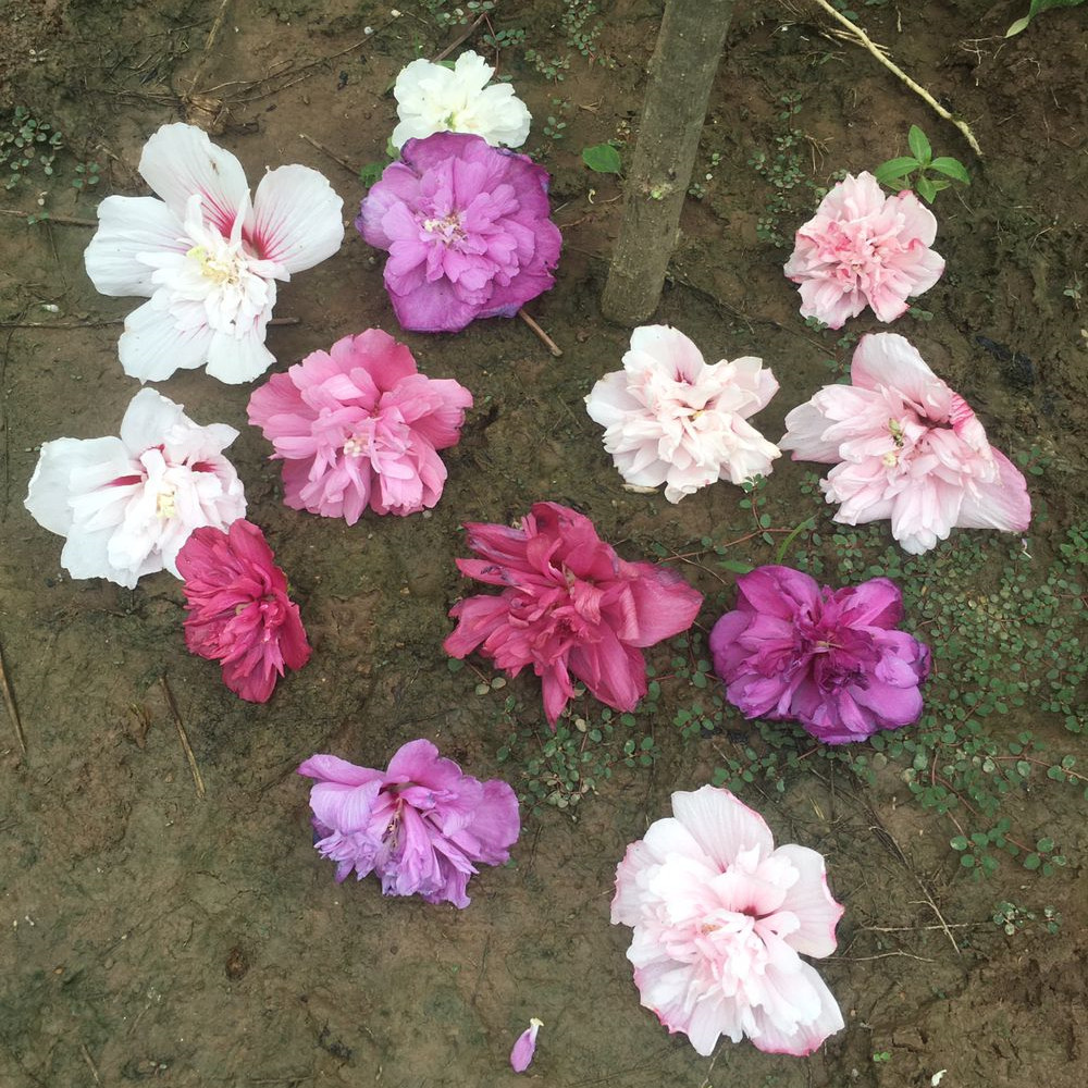 杯苗木槿耐寒抗旱庭院夏秋季开花