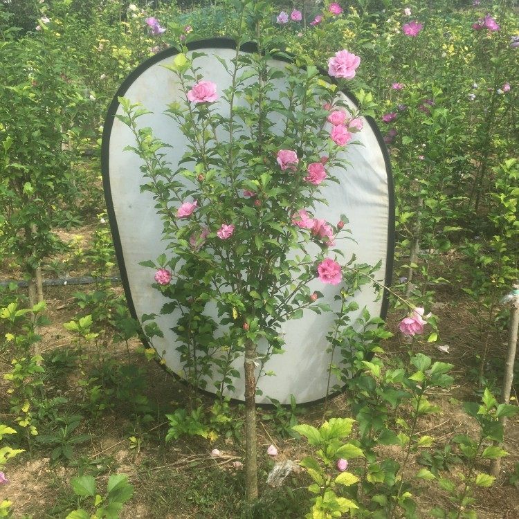 牡丹木槿花庭院阳台树状粉红色大花重瓣食用木锦花卉盆栽地栽耐寒