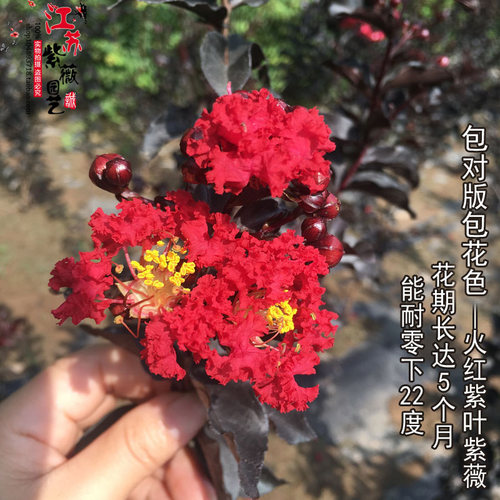 美国紫叶丹红紫薇苗正版耐寒抗旱