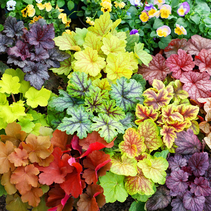 彩叶矾根植物盆栽组合多色花镜套餐观叶凡根绿植多年景观大苗包邮