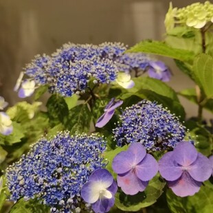 新品辉夜三河千鸟柠檬黄蓝色叙述者泉鸟孔雀绣球重瓣庭院地栽开花