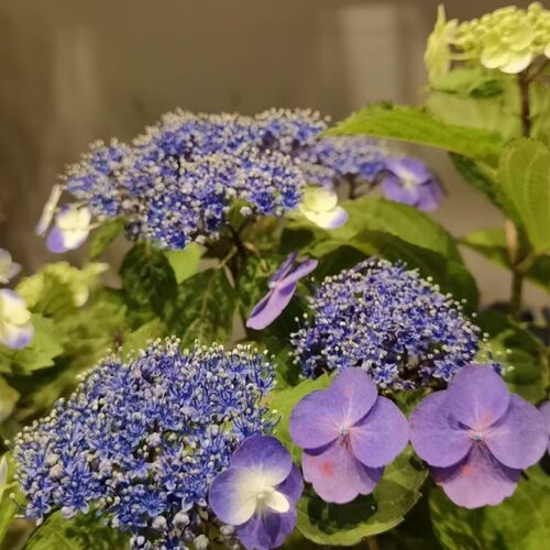 柠檬黄拇指惊喜大花绣球浪漫阳台