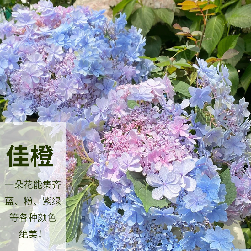 大花绣球佳橙新老枝开花阳台露台花园多年生好养型带花苞花苗包邮