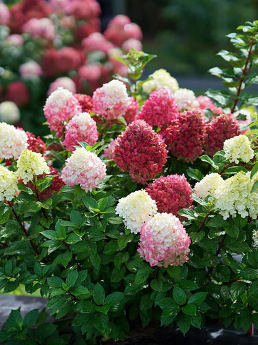 新品乔木绣球阳台四季植物庭院