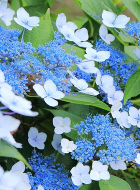 山东基地塔贝翠鸟绣球大苗仙女阳台花园夏季开花可调蓝色平顶绣球