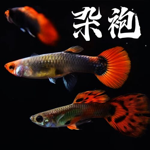 孔雀鱼鱼苗观赏鱼热带鱼热带小型淡水好养耐活孕母凤尾小鱼杂袍鱼