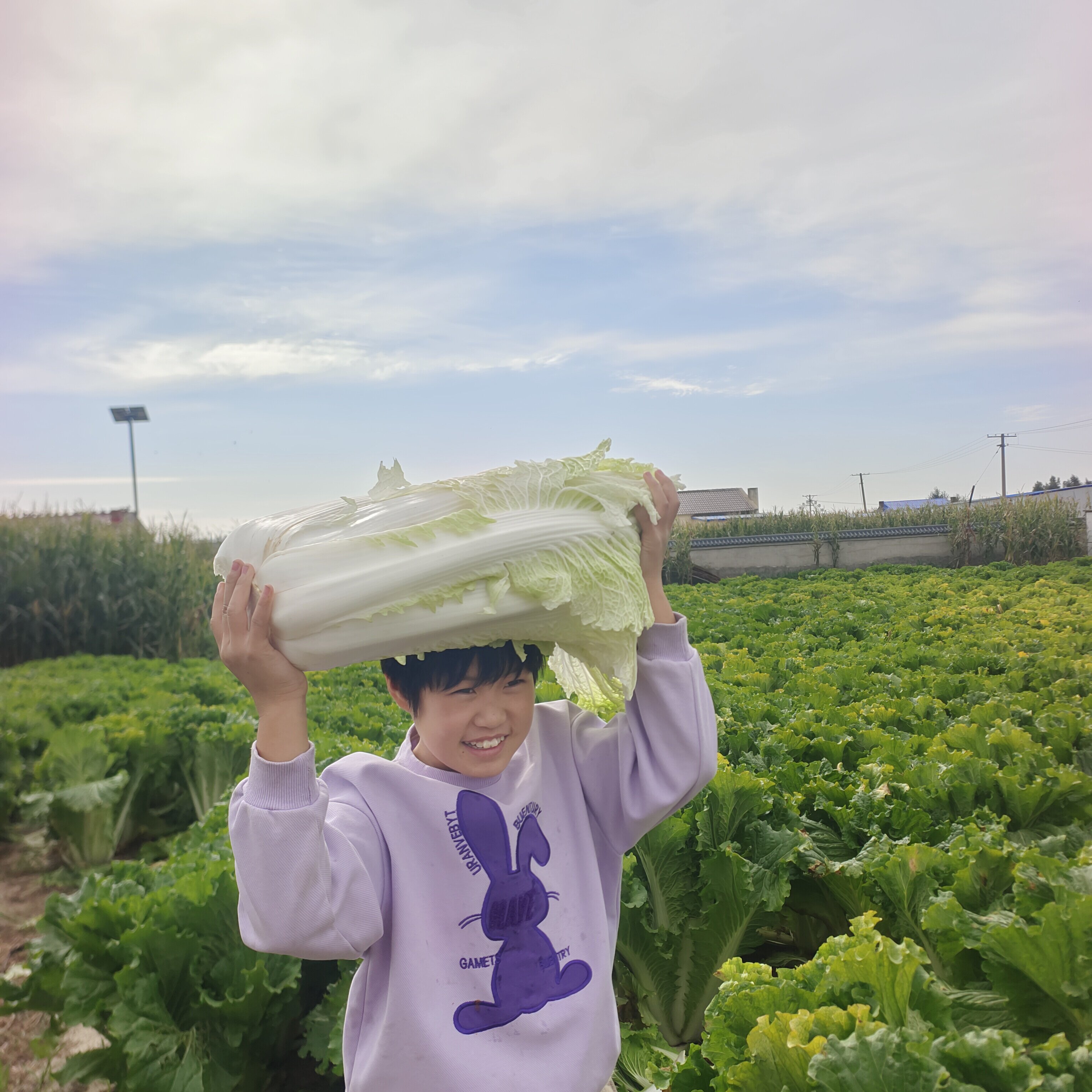 东北老品种大白菜吉林白菜自种蔬菜腌酸菜长白菜青帮黄心菜蘸酱菜