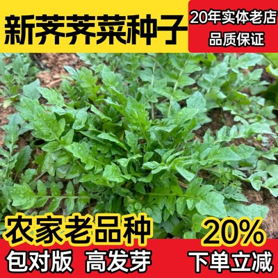 大叶荠荠菜种子四季播农家蔬菜籽