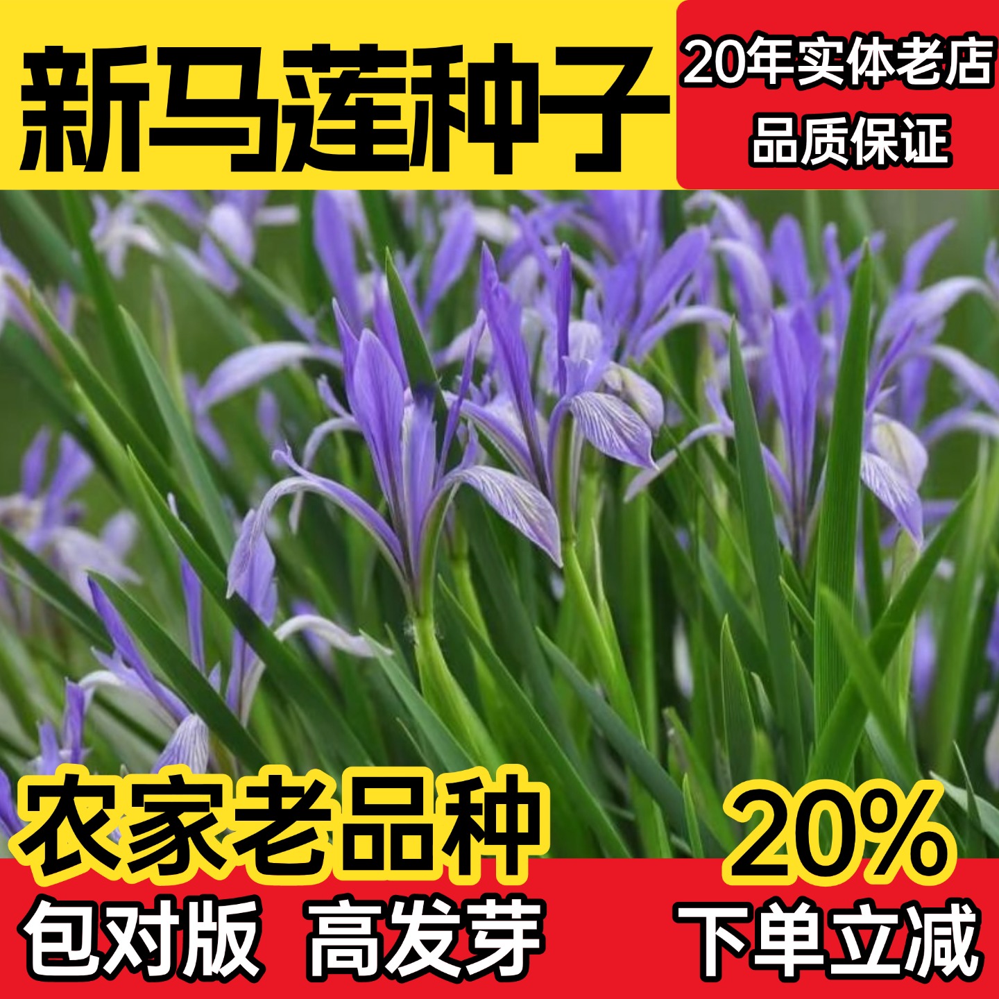 马莲种籽四季播种庭院马兰花种子