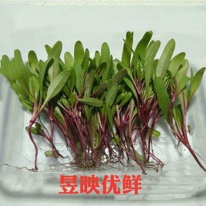 【昱映優鮮】新鮮甜菜苗 小牛皮葉食用芽苗菜裝飾擺盤一盒裝