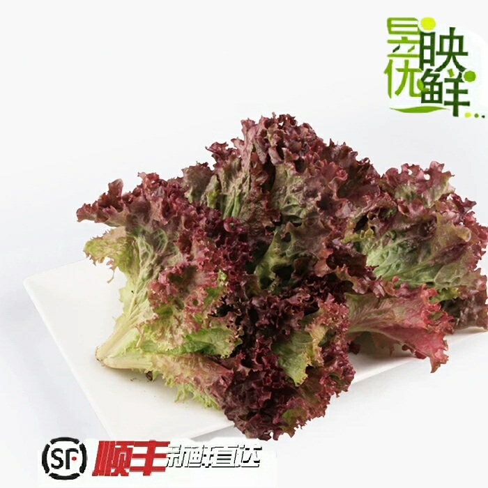 【昱映優鮮】 新鮮紅葉 生菜 羅莎紅西餐沙拉菜紫生菜 250g