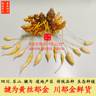 黄丝郁金新鲜金丝郁金川郁金四川乐山犍为产地农户直销道地食药材