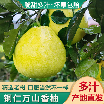 贵州铜仁万山香柚小香柚冰糖柚白心柚老老树冰糖柚子新鲜水果