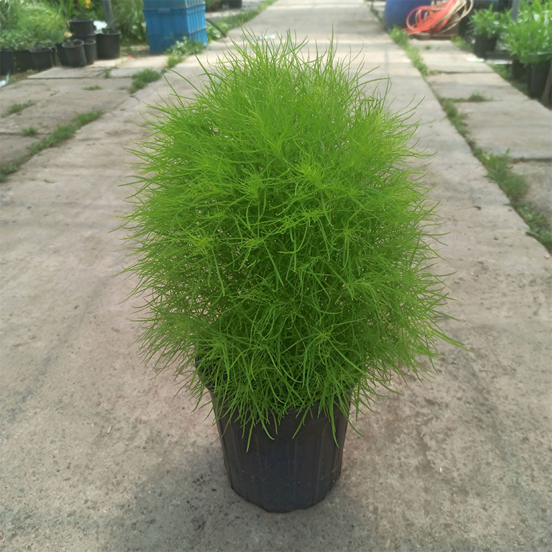 地肤盆栽孔雀松狮子头扫把头绿植物庭院阳台带土球美观易养